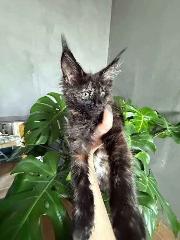 Майн-кун кошка трехцветная